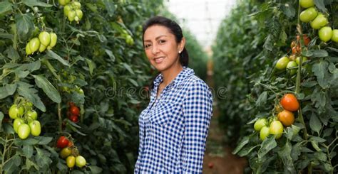 Sorridente Mulher Latina Americana Colhendo Tomate Vermelho Em Estufa Imagem De Stock Imagem