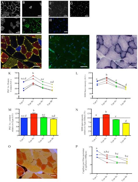 Ac In Situ Immunolabeling Of A Muscle Cross Section For Myosin Heavy