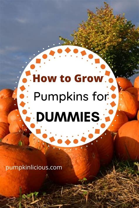 How To Grow Pumpkins For Beginners In Growing Pumpkins Planting