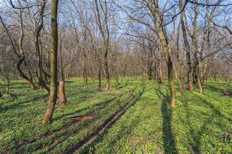 Premium Photo Spring Forest