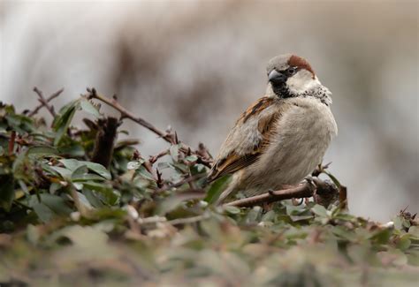 sperling rfotografie