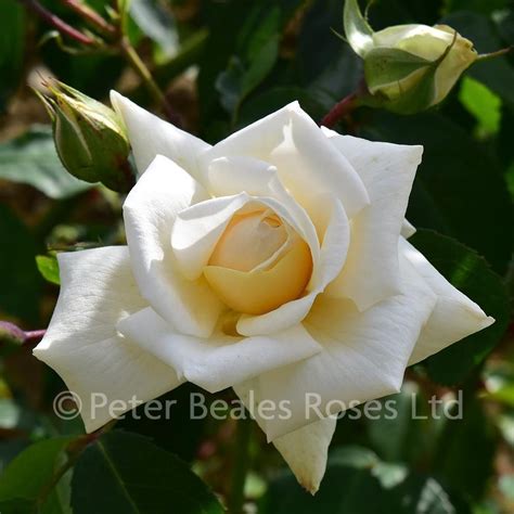 Ильзе Крон Супериор - Ilse Krohn Superior (Climbing Rose)описание и ...