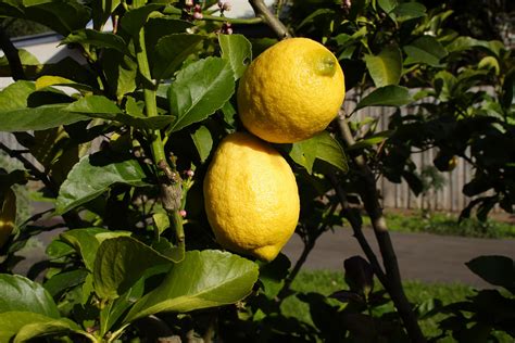 Eureka Lemon Trees Plant Care Growing Guide