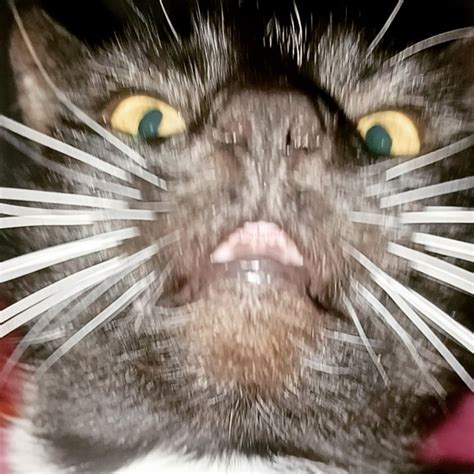 He Wakes Me Up Like This Every Morning Rwhatswrongwithyourcat