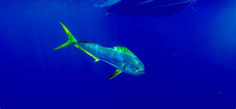 Into the Blue Fishing Blog