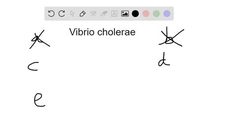 SOLVED:The primary habitat of Vibrio cholerae is a. intestine of humans ...