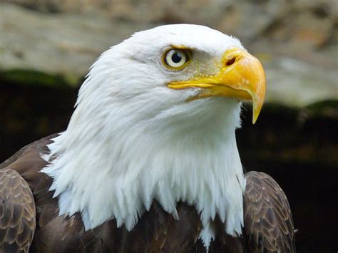 Free Stock Photo Of Close Up Of Bald Eagle With Yellow Beak Download