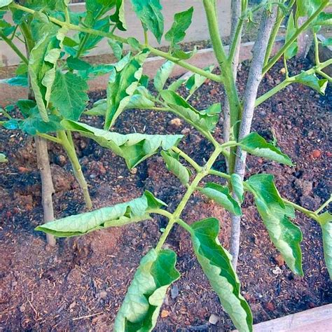 "Why are the leaves on my tomato plant curling?" By Jim Hole — Hole's ...