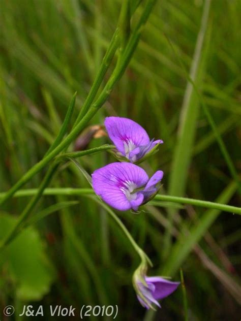 African Plants A Photo Guide Psoralea Trullata C H Stirt