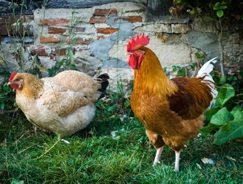 Un Coq Au Poulailler Int R T Du Coq Et Contraintes