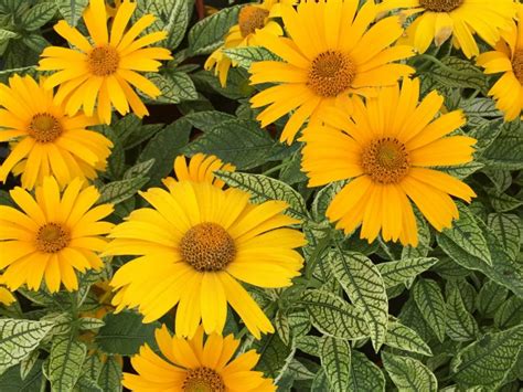 Sunstruck False Sunflower Jeffries Nurseries