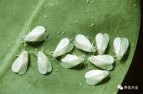 蓟马蚜虫白粉虱一步到选什么牌子好 同款好推荐