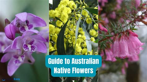 10 Captivating Flowering Trees To Grow In Australia