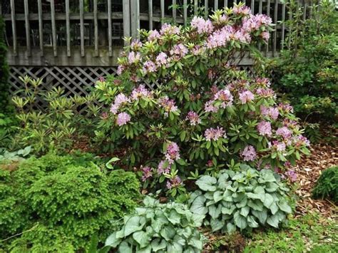 Rhododendron Maximum Rosebay American Great Laurel 150 Etsy