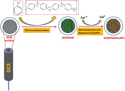 Schematic Illustration Depicting The Electrodeposition Of Aunps Over