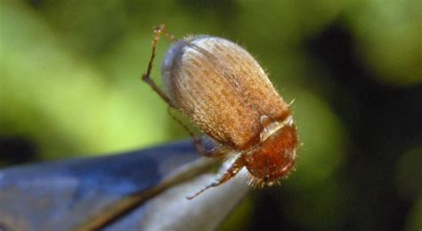 Beetle Patterns For Trout Brown Beetles Hatch Followed By Green Beetles