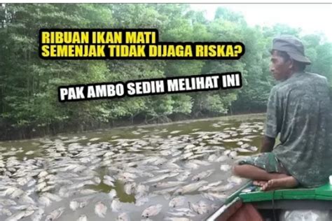 Fenomena Aneh Di Sungai Guntung Ribuan Ikan Mati Setelah Buaya Riska