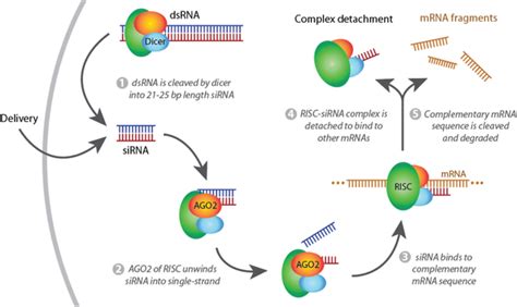 Rna Interference Mediated By Sirna 1 Sirna Is Either Delivered