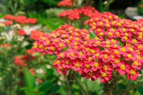 Milenrama Achillea millefolium Más de 1000 PLANTAS Y FLORES del mundo