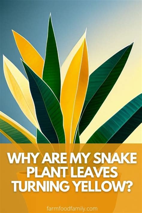 Why are My Snake Plant Leaves Turning Yellow? (7 Reasons)