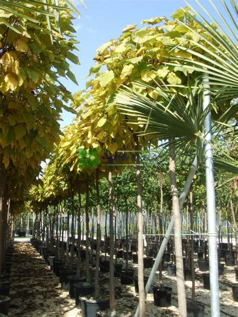 Beijing Manchurian Catalpa Dwarf Indian Bean Umbrella Tree Southern