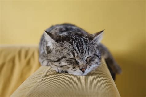 Vita Da Appartamento Come Non Far Annoiare Il Gatto MicioGatto It