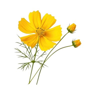 Yellow Flower Png Image Yellow Flower Cosmos Flower Kenikir Flower