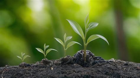 Premium Photo | Close up picture of the sapling of the plant is growing