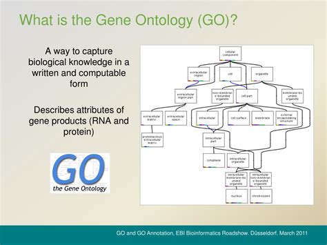 PPT Introduction To The Gene Ontology And GO Annotation Resources