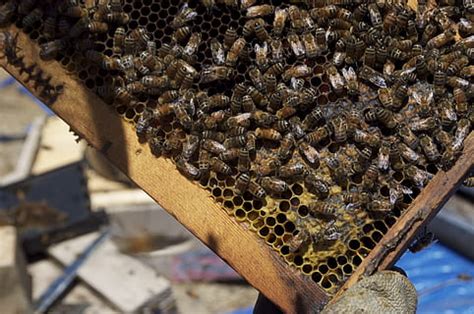 lizenzfreie Bienenkönigin Fotos Piqsels