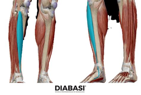 Muscolo Tibiale Anteriore Cenni Di Anatomia E Massaggio