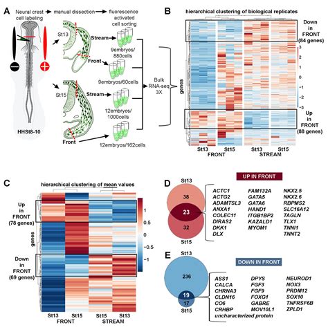 Single Cell Transcriptome Analysis Of Avian Neural Crest Migration