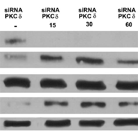 Sirna Silencing Of Pkc δ Increase Early Translocation Of Nf κbp65 Download Scientific Diagram