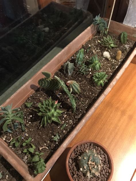 My Amateur Collection R Cactus