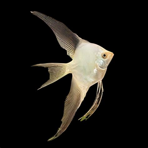 bulgarian seal point angelfish pterophyllum scalare cm sims tropical