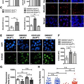 BLM Deficient Cells Exhibit High Levels Of ROS Oxidative DNA Damage