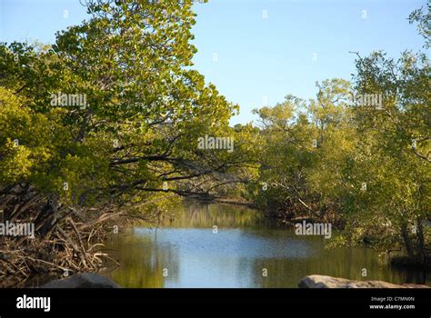 Mangrove Swamp And Tidal Creek At Low Tide Between Cockle Bay And West