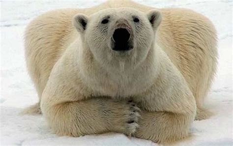 Polar Bears Are Dying, Surviving Ones Are Starving. You Need To Be Worried