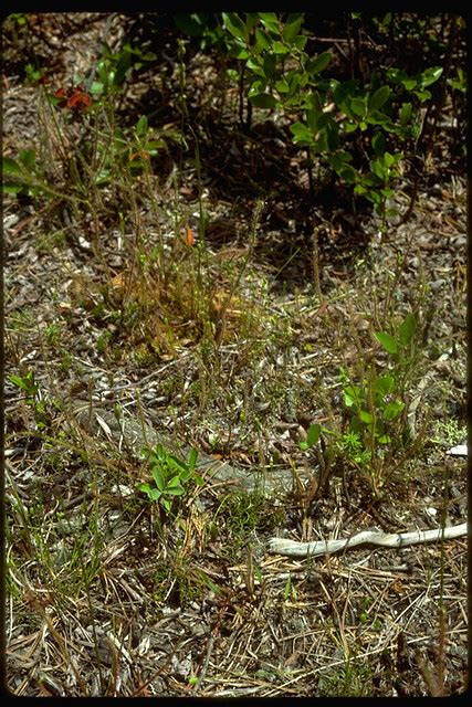 Little Curlygrass Fern Schizaea Pusilla 07 17 1985 Harri Flickr