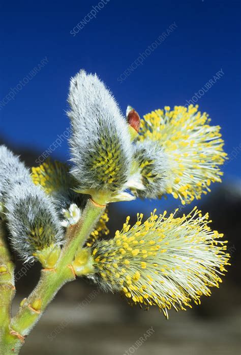 Male Pussy Willow Catkins Stock Image B Science Photo Library