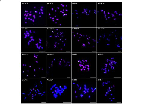 Chromosome Localization Of Chloroplast Dna On The Metaphase Chromosomes Download Scientific