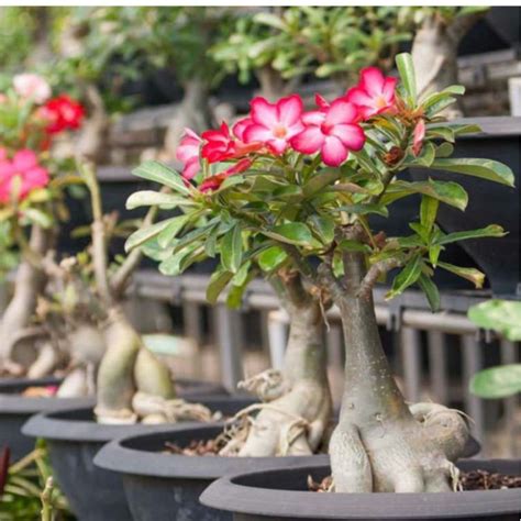 Jual Bunga Murah Tanaman Hias Adenium Bunga Adenium Tumpuk Cantik