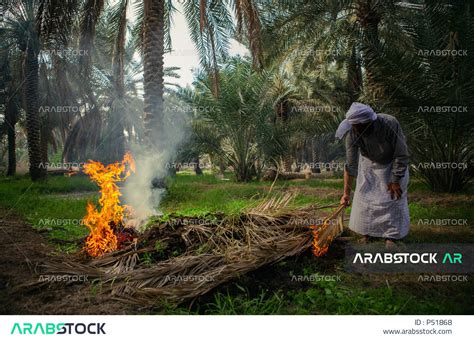 مزارع عربي سعودي خليجي يعمل في مزرعة نخيل في المملكه العربيه السعوديه