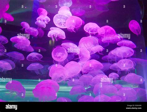 Moon Jellyfish In An Aquarium Illuminated By Colored Light Stock Photo