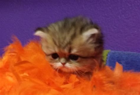 New Litter 2018 Persian Kittens | Cats of Persia