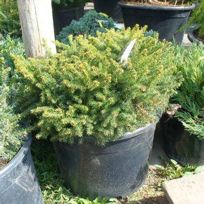 Ель обыкновенная Нидиформис (Picea abies Nidiformis),хвойные,деревья ...