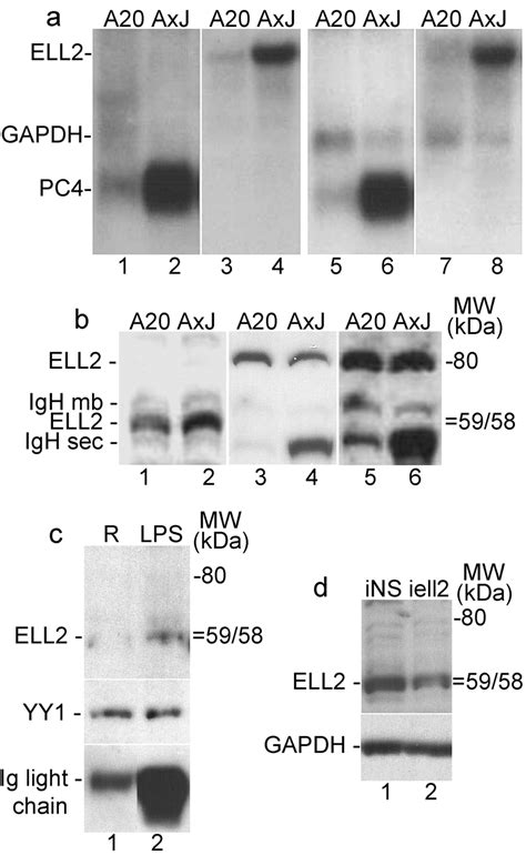 Ell2 Mrna And Protein Are Increased In Cells Stimulated To Secretion