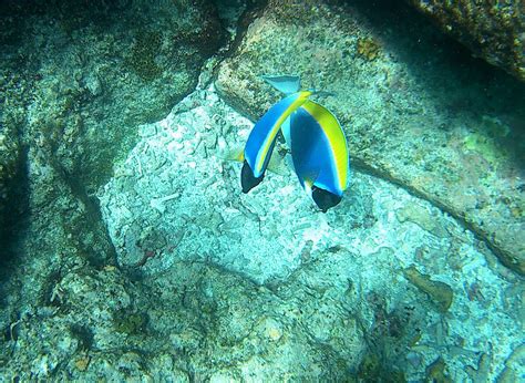 Acanthurus leucosternon - Powder blue tang | Snorkeling Report