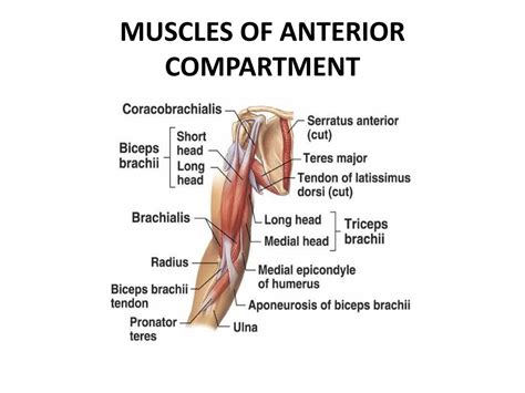 Ppt Anterior Compartment Of Arm And Cubital Fossa Powerpoint Presentation Id 2770657