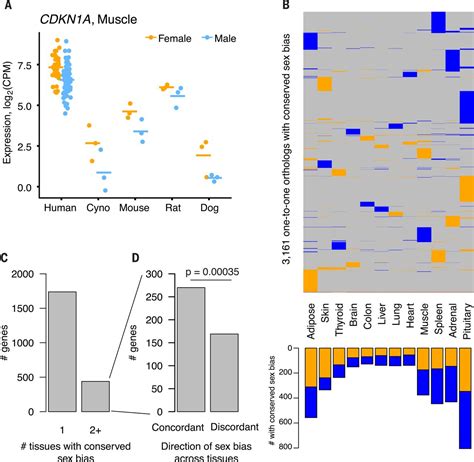 Conservation Acquisition And Functional Impact Of Sex Biased Gene Expression In Mammals Science